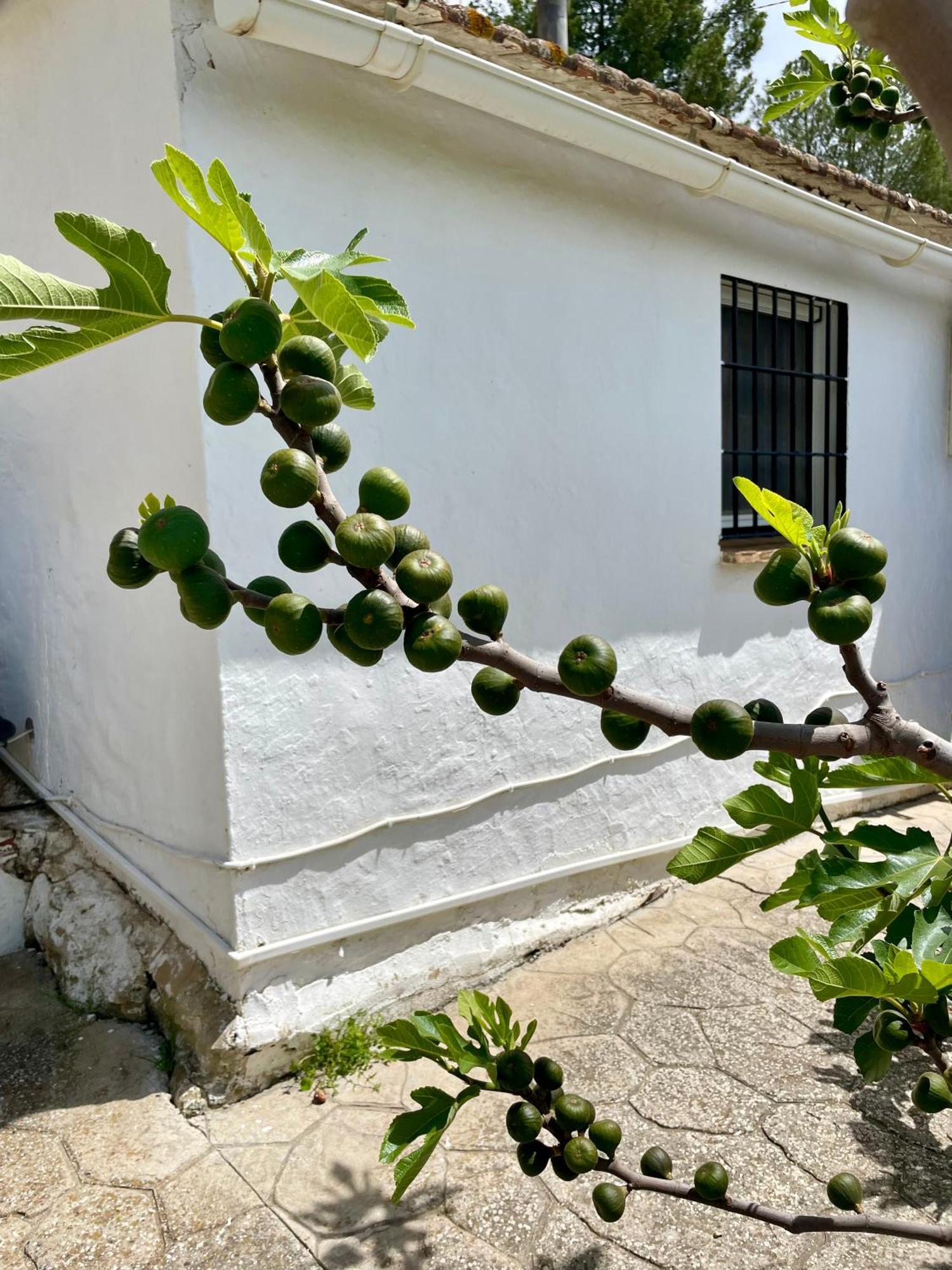 Finca El Sueno Andaluz Villanueva de la Concepción Exterior foto